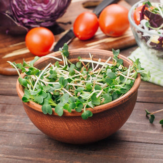 BIO Graines à germer - Radis blanc Daikon - Saveur purifiante du radis blanc