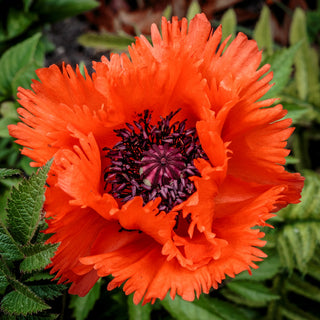 Pavot d'Orient - Beauty of Livermere - Pétales dentelés d’un rouge profond - Papaver orientale