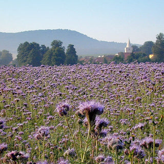 Phacélie - Améliore la qualité du sol, mellifère - Phacelia tanacetifolia - Très grand sachet - 1 kg - Graines Premium