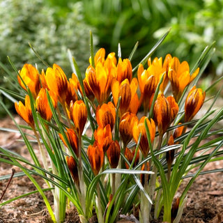 Crocus - Orange Monarch - Précurseur unique du printemps - 10 bulbes