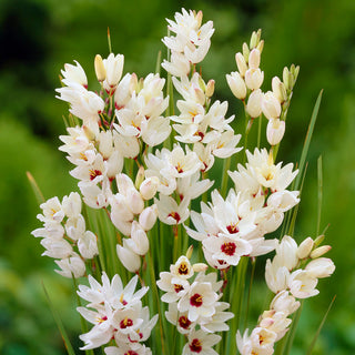 Ixia - Giant - Séduit par une élégance subtile - 25 bulbes