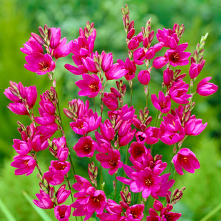 Ixia - Mabel - Apporte au jardin fraîcheur et légèreté - 25 bulbes