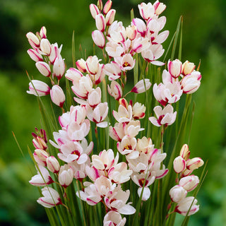 Ixia - Spotlight - Contraste blanc pour massifs colorés - 25 bulbes