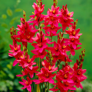 Ixia - Venus - Fleurs rose foncé intenses - 25 bulbes