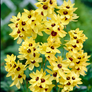 Ixia - Yellow Emperor - Idéale pour pots et bordures - 25 bulbes