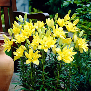Lys asiatique double - Fata Morgana - Lilium - Facile à cultiver, résistant au gel