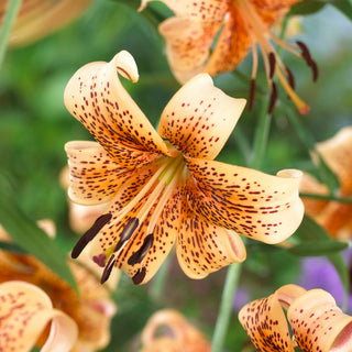 Lys - Tiger Babies - Lilium - Pétales crème à accent foncé