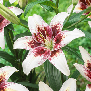 Lys asiatique - Tribal Kiss - Lilium - Grandes fleurs aux couleurs spectaculaires