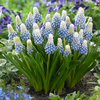 Muscari - Mountain Lady - Méthode simple pour une décoration printanière - 10 bulbes
