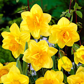 Narcisse double - Apotheose - Narcissus - Couleur intense, illumine le jardin - 5 bulbes