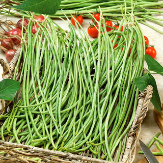 Cowpea Metro Black - Long, Fibreless Pods, Ideal for Asian Dishes and as a Climber - Vigna sinensis - Premium Seeds