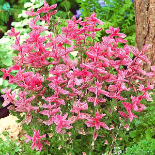 Sauge Hormin - Rose - Belle décoration pour les jardins naturalistes - Salvia horminum