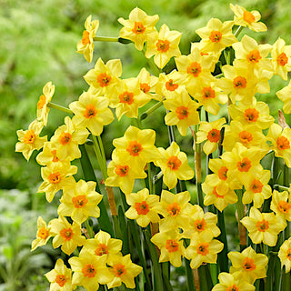 Narcisse - Falconet - Narcissus - Touffes compactes et spectaculaires - 5 bulbes