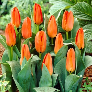 Tulipe greigii - Greigii orange - Orange - Tulipa - Fleurs flamboyantes dans le massif - 5 bulbes