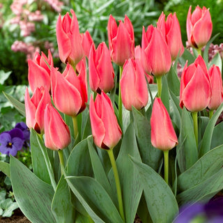 Tulipe Greigii - Greigii Pink - rose - Tulipa - Forme basse, couleur spectaculaire - 5 bulbes