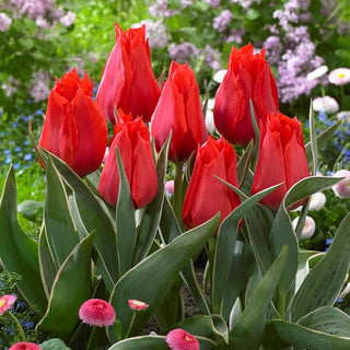 Tulipe Greigii - Greigii Red - rouge - Tulipa - Éclat printanier en format compact - 5 bulbes