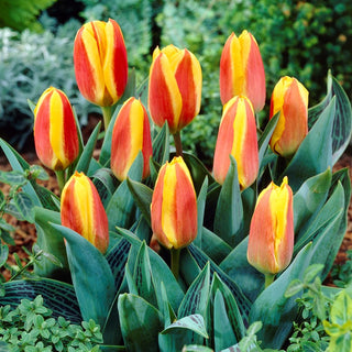 Tulipe Greigii - Greigii Red-Yellow - rouge-jaune - Tulipa - Mélange vif de tulipes naines - 5 bulbes