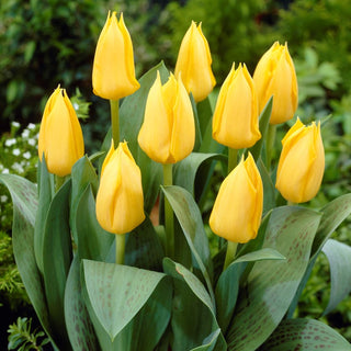 Tulipe greigii - Greigii Yellow - jaune - Tulipa - Premiers signes du printemps - 5 bulbes