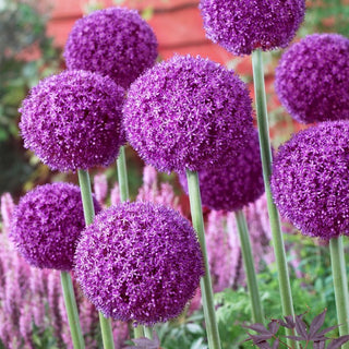 Ail d'ornement - Ambassador - Allium - Fleurs violettes impressionnantes