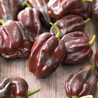 Piment - Habanero Chocolate - Très piquant, saveur fumée, goût fruité - Graines Premium