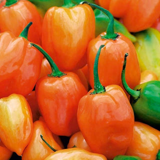 Piment - Habanero Orange - Très piquante, exotique, pour pots