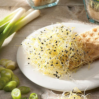 BIO Graines à germer - Ciboule de Chine - Pour fromage frais, tartinades et salades