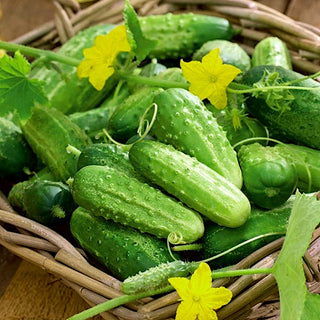 Concombre Cornichon de Paris - Ruban à semer - Petits fruits, parfaits pour la lacto-fermentation
