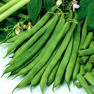 Haricot nain - Saxa - Variété recommandée par les jardiniers - Grand sachet - 500 g