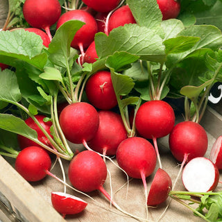 Radish Saxa 3 - Guaranteed Abundant Yield, Productive and Low Maintenance - Premium Seeds
