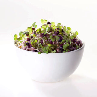 Graines à germer - Moutarde Noire - Goût prononcé, antioxydant naturel - Brassica nigra - Graines Premium