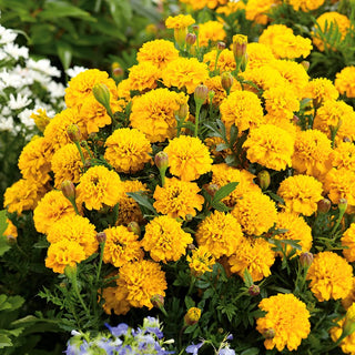 French Marigold Gypsy Sunshine - Full Yellow Flowers, Attracts Bees and Butterflies, Great for Edging - Tagetes patula - Premium Seeds