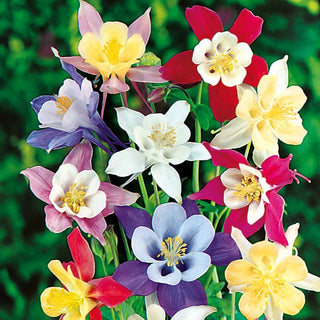 Garden Columbine Mix - Exceptionally Durable and Decorative Flowers for Any Border - Aquilegia caerulea - Premium Seeds