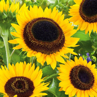 Tournesol - Taiyo - Beauté classique, idéale pour des bouquets spectaculaires - Helianthus annuus - Grand sachet - 100 g