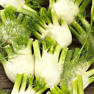 Fenouil - Doux De Florence - Aromatique - Foeniculum vulgare - Graines Premium