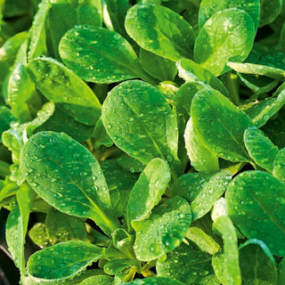 Mâche - d'Olanda a Seme Grosso - Populaire, saveur de noisette, résistante au froid - Valerianella locusta - Graines Premium