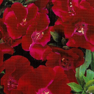 Godétia - Meteor - Effet rouge carmin intense - Godetia grandiflora