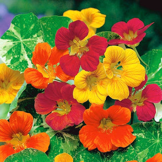Capucine Grande - Jewel of Africa - Grimpante, à croissance vigoureuse, feuillage ornemental - Tropaeolum majus
