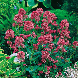Red Valerian Red - Exceptionally Pretty with an Amazing Fragrance - Centranthus ruber - Premium Seeds