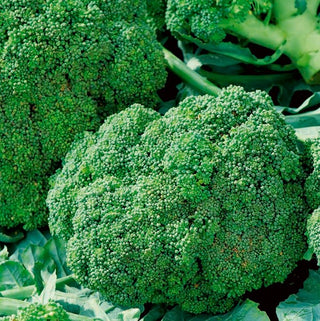 Chou Brocoli - Ramoso Calabrese - Italien, très productive, à grosses têtes