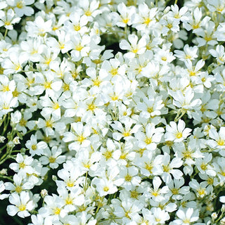 Snow in Summer - Extra Beautiful, Drought and Frost-Resistant - Cerastium biebersteinii - Premium Seeds