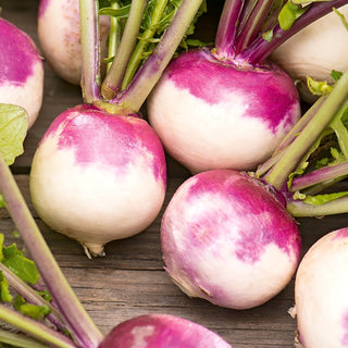 Turnip Di Milano a Colletto Viola - Early, Juicy White Flesh - Brassica rapa - Premium Seeds