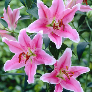 Lys - Sorbonne - Lilium - Séduit par son parfum intense