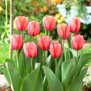 Tulipe - Apricot Impression - Tulipa - Coupes hautes, apparence spectaculaire - 5 bulbes