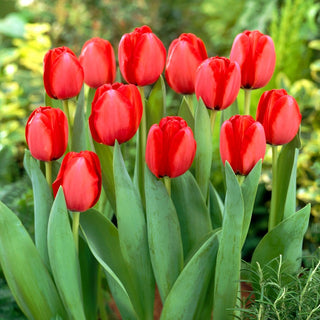 Tulipe - Red Impression - Tulipa - Fleurs multitonales et durables - 5 bulbes