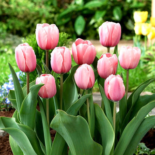 Tulipe - Salmon Impression - Tulipa - Crée des tapis saumonés et subtils - 5 bulbes