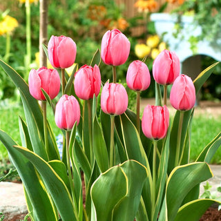 Tulipe - Design Impression - Tulipa - Accent élégant et raffiné - 5 bulbes