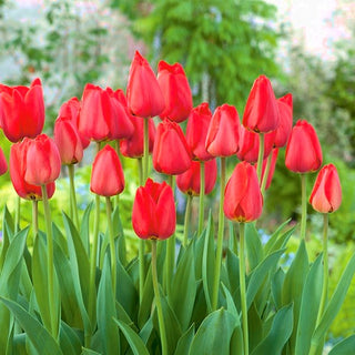 Tulipe - Parade - Tulipa - Fleurs rouges intenses et durables - 5 bulbes