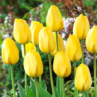 Tulipe - Golden Parade - Tulipa - Tulipe classique aux couleurs vives - 5 bulbes