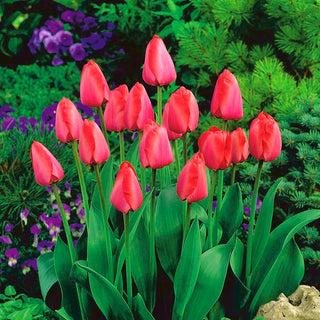 Tulipe - Niigata - Tulipa - Tulipe moderne pleine de grâce - 5 bulbes