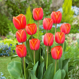 Tulipe - Ad Rem - Tulipa - Point central et expressif du massif - 5 bulbes